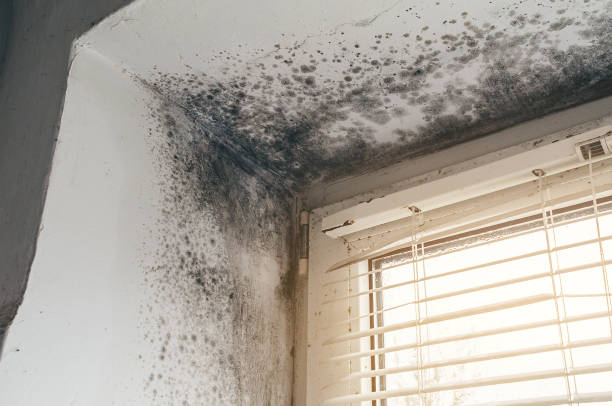 Affordable Mold Inspection solutions in Severance, CO